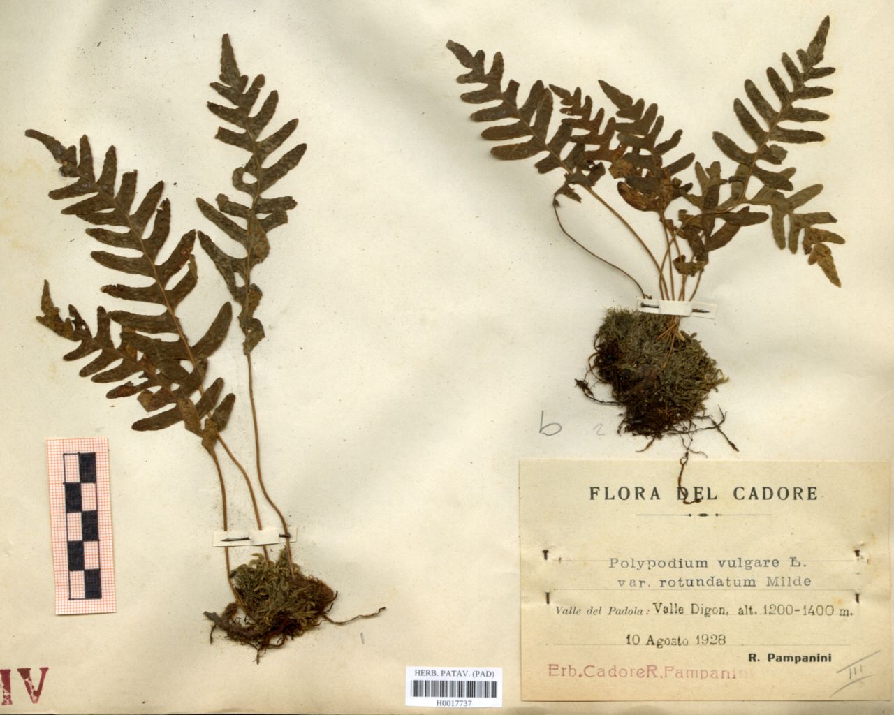 Polypodium vulgare L. var.rotundatum Milde - erbario, Erbario delle Venezie, Erbario delle Venezie (1928/08/10)