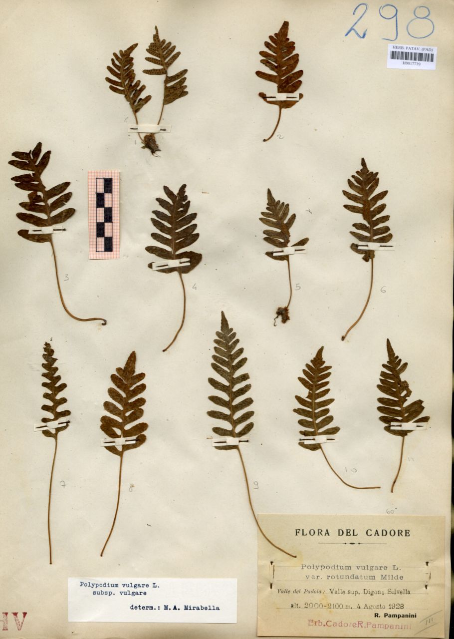 Polypodium vulgare L. var.rotundatum Milde - erbario, Erbario delle Venezie, Erbario delle Venezie (1928/08/04)