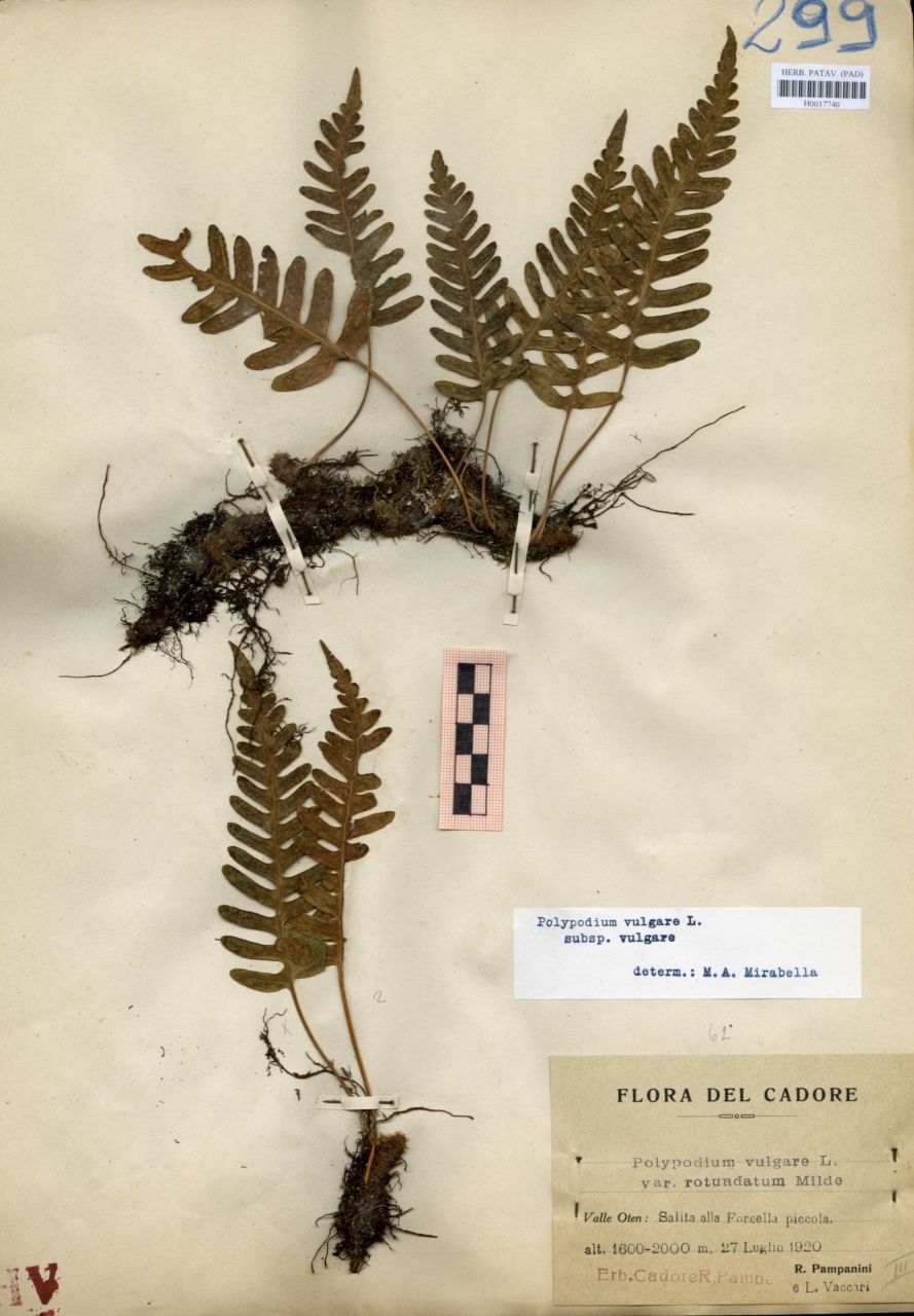 Polypodium vulgare L. var.rotundatum Milde - erbario, Erbario delle Venezie, Erbario delle Venezie (1920/07/27)