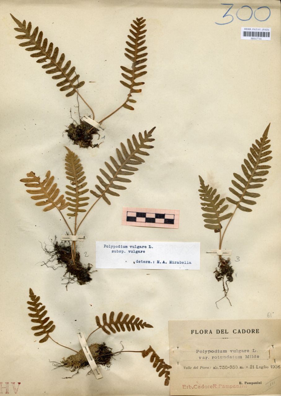 Polypodium vulgare L. var.rotundatum Milde - erbario, Erbario delle Venezie, Erbario delle Venezie (1936/07/21)