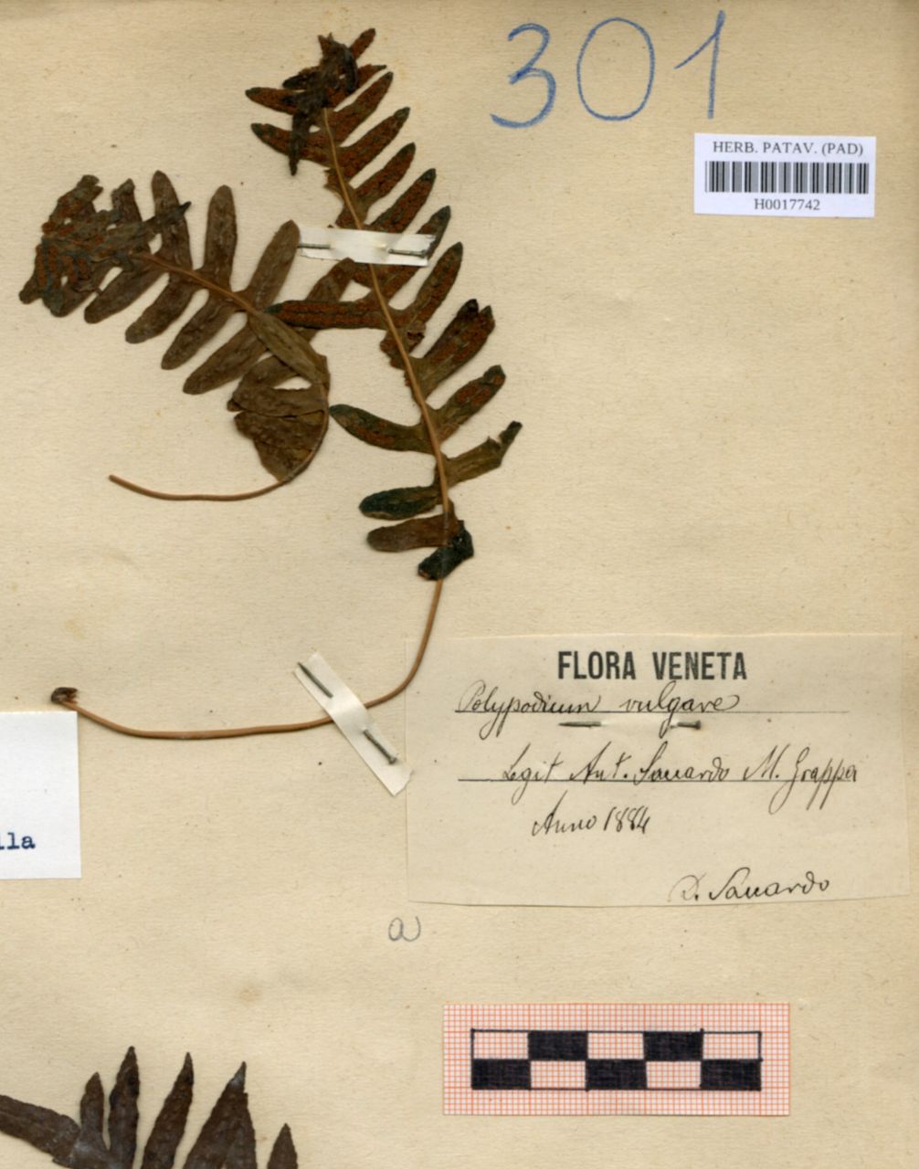 Polypodium vulgare - erbario, Erbario delle Venezie, Erbario delle Venezie (1884)