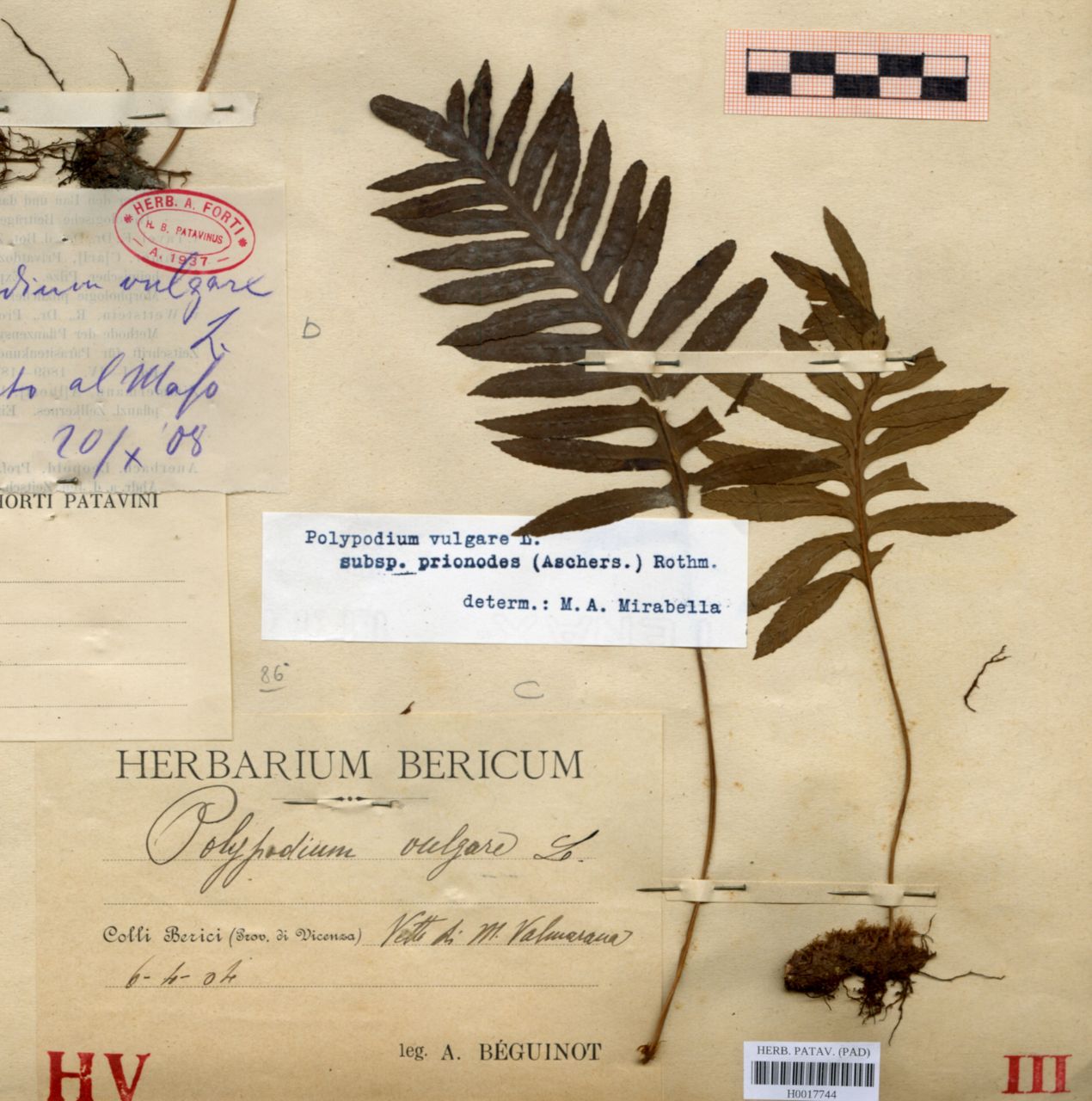 Polypodium vulgare L - erbario, Erbario delle Venezie, Erbario delle Venezie (1904/04/06)