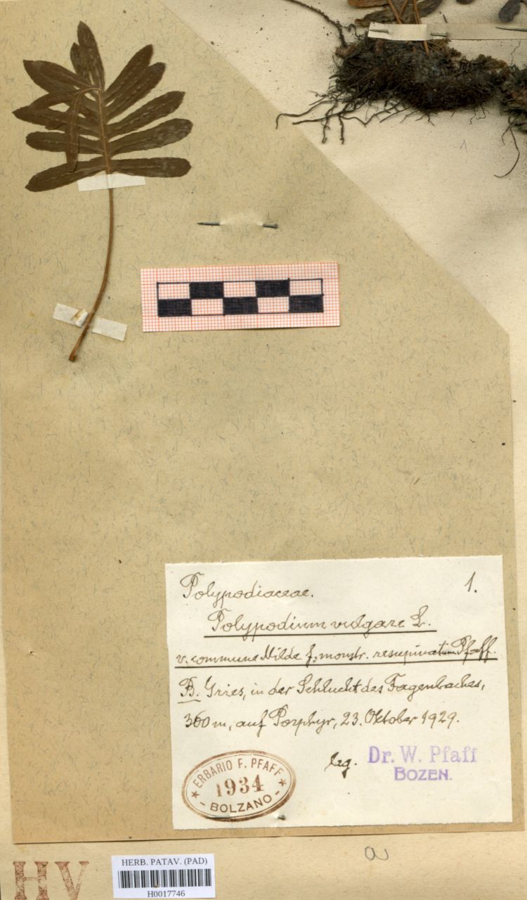 Polypodium vulgare L. var.commune Milde f.monstr.resupinatum Pfaff - erbario, Erbario delle Venezie, Erbario delle Venezie (1929/10/23)