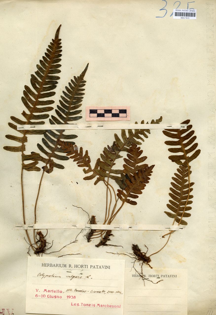 Polypodium vulgare L - erbario, Erbario delle Venezie, Erbario delle Venezie (1938/06/06-10)