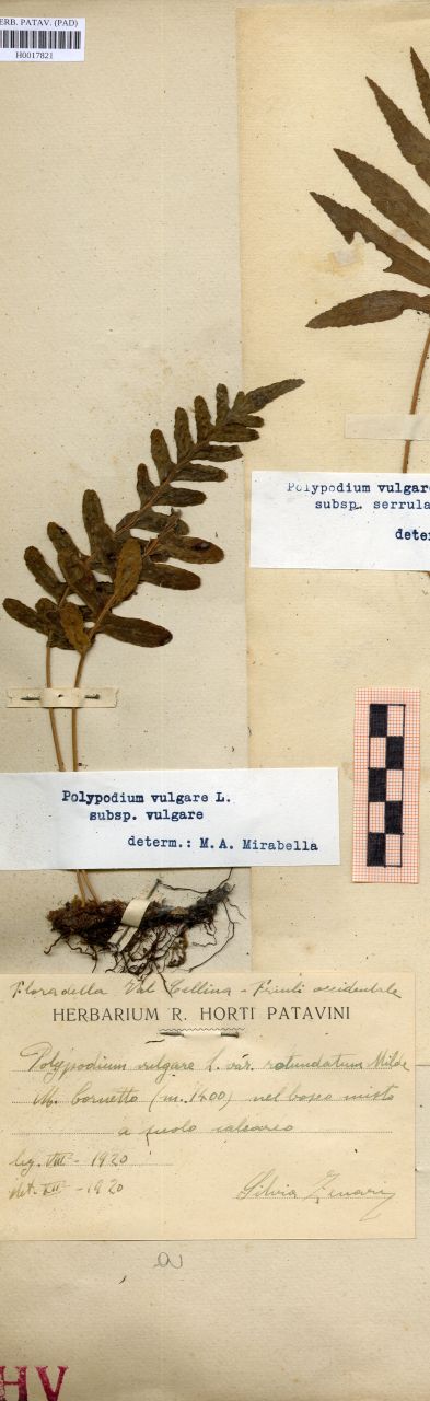 Polypodium vulgare L. var.rotundatum Milde - erbario, Erbario delle Venezie, Erbario delle Venezie (1920/08)