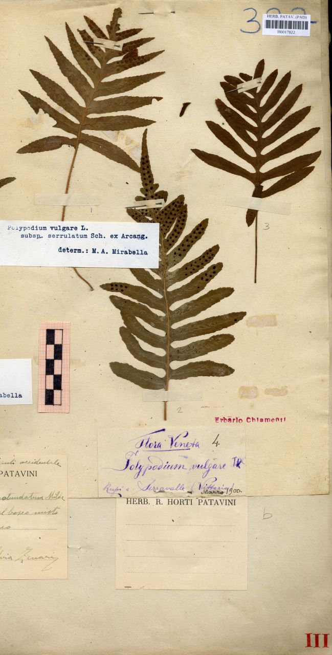 Polypodium vulgare L - erbario, Erbario delle Venezie, Erbario delle Venezie (1900/03)