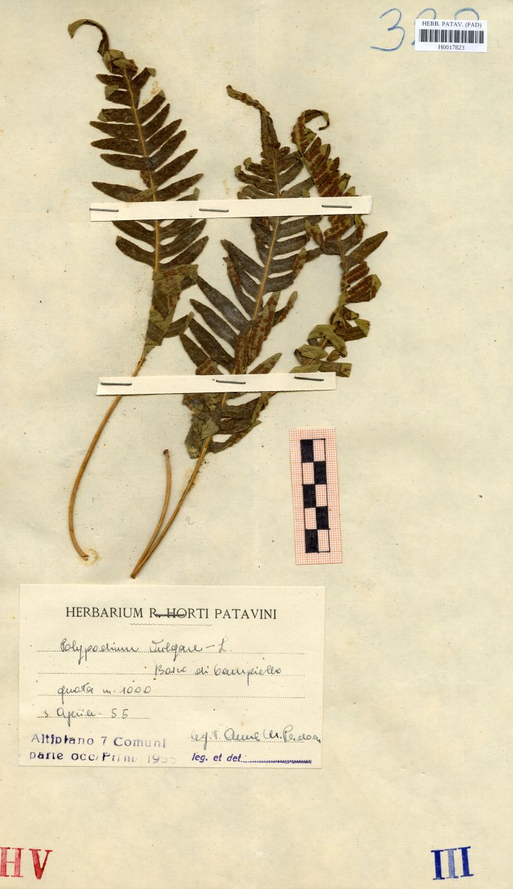 Polypodium vulgare L - erbario, Erbario delle Venezie, Erbario delle Venezie (1955/04/05)