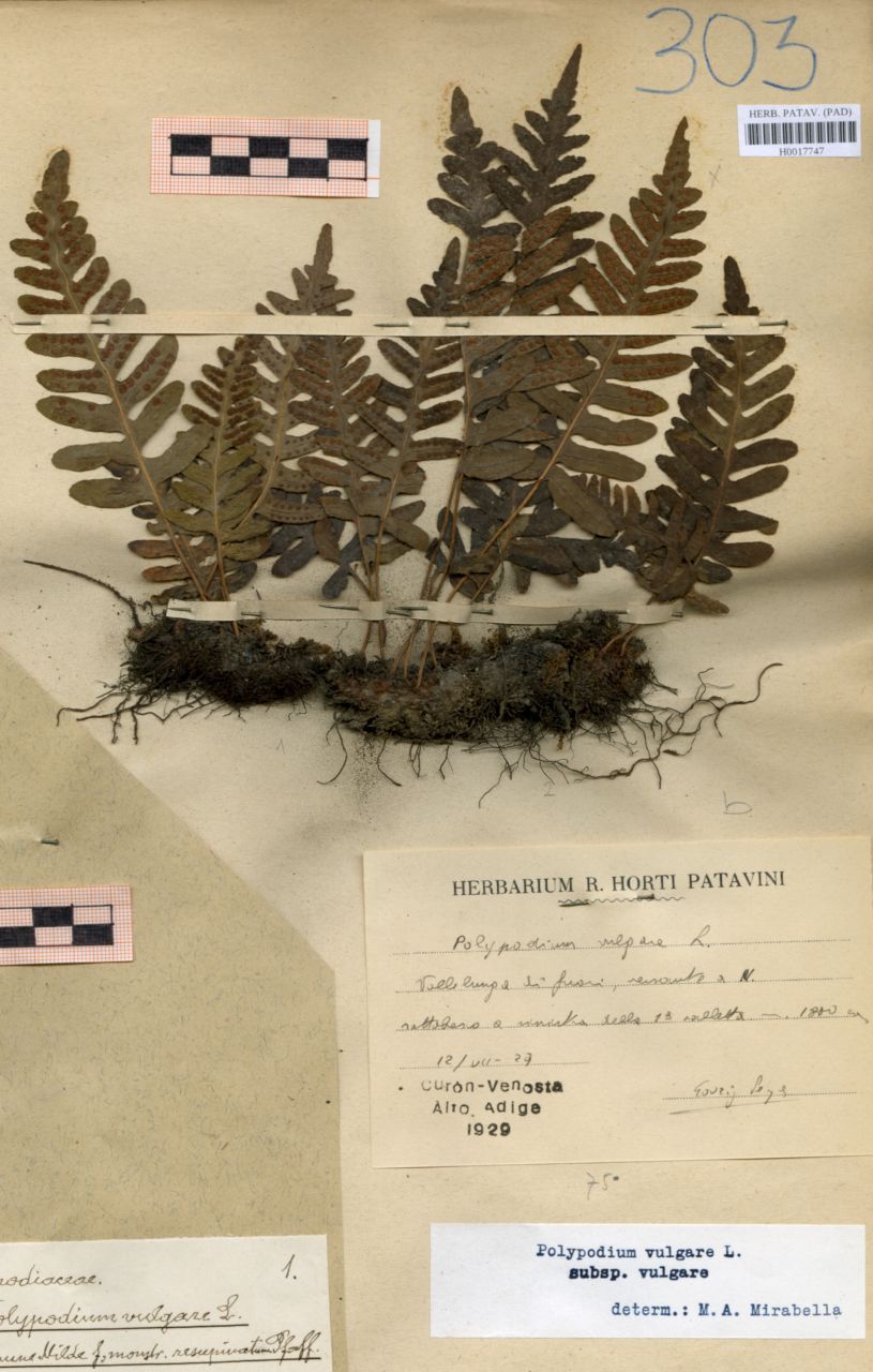Polypodium vulgare L - erbario, Erbario delle Venezie, Erbario delle Venezie (1929/07/12)