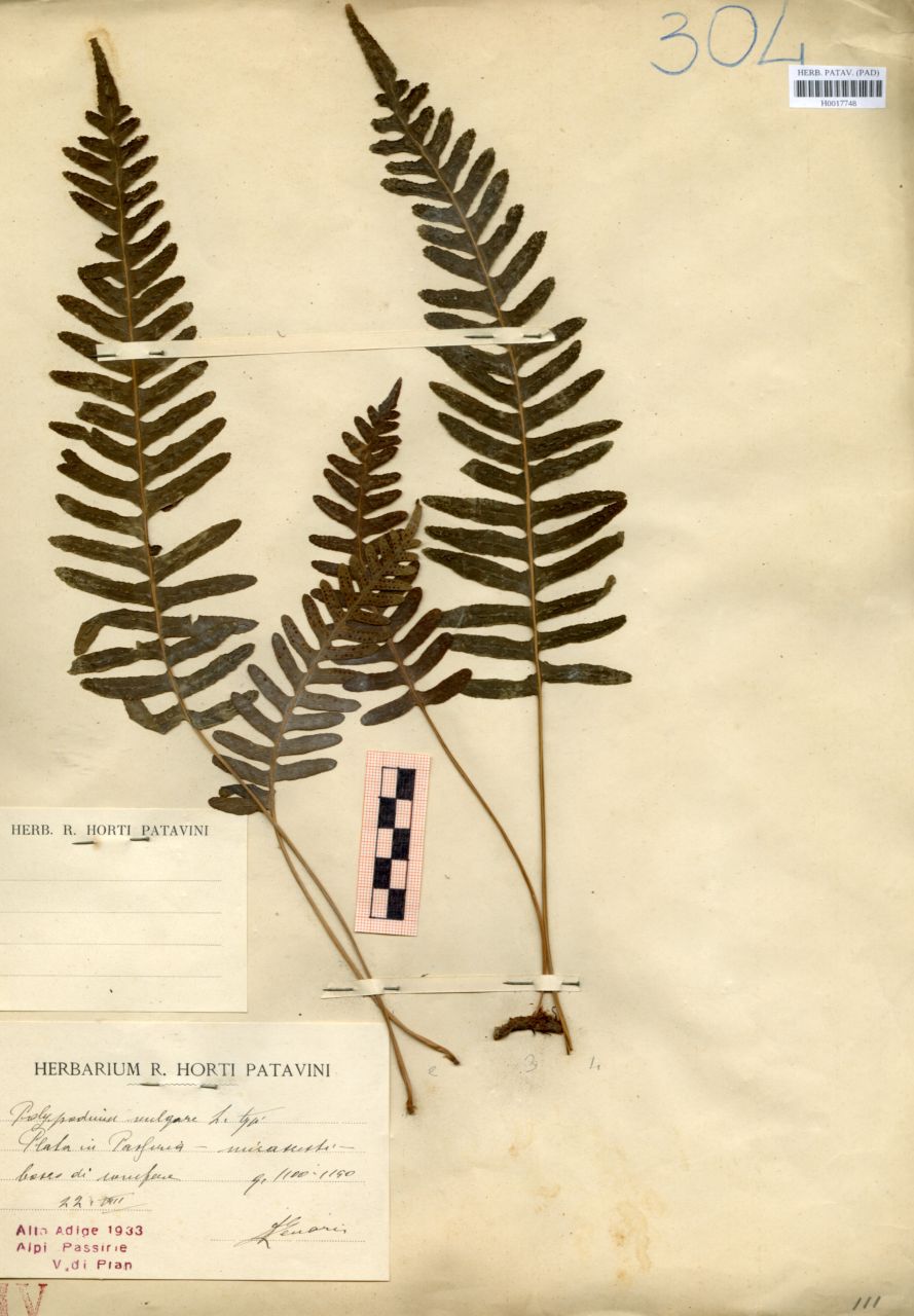 Polypodium vulgare L. typ - erbario, Erbario delle Venezie, Erbario delle Venezie (1933/08/22)
