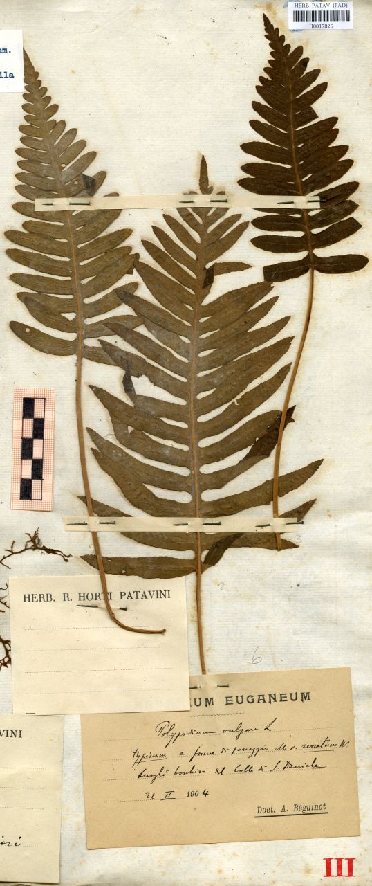 Polypodium vulgare L. typicum - erbario, Erbario delle Venezie, Erbario delle Venezie (1904/02/21)