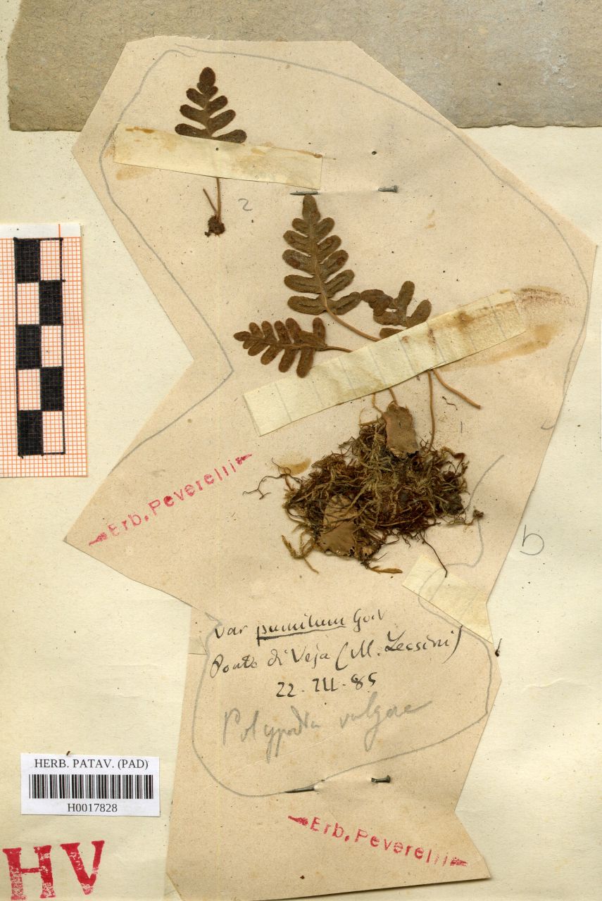 Polypodium vulgare L. var.pumilum Goir - erbario, Erbario delle Venezie, Erbario delle Venezie (1885/03/22)
