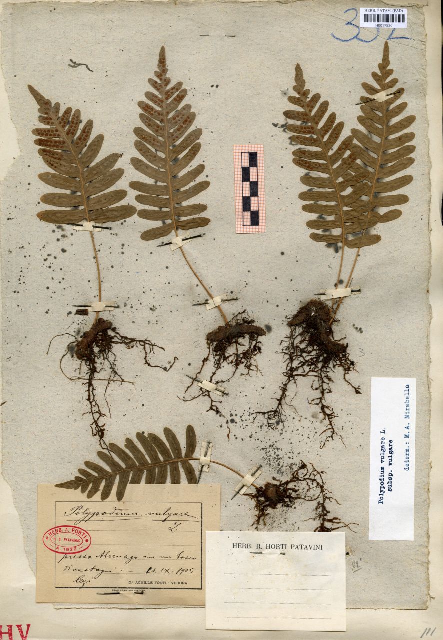 Polypodium vulgare L - erbario, Erbario delle Venezie, Erbario delle Venezie (1905/09/20)