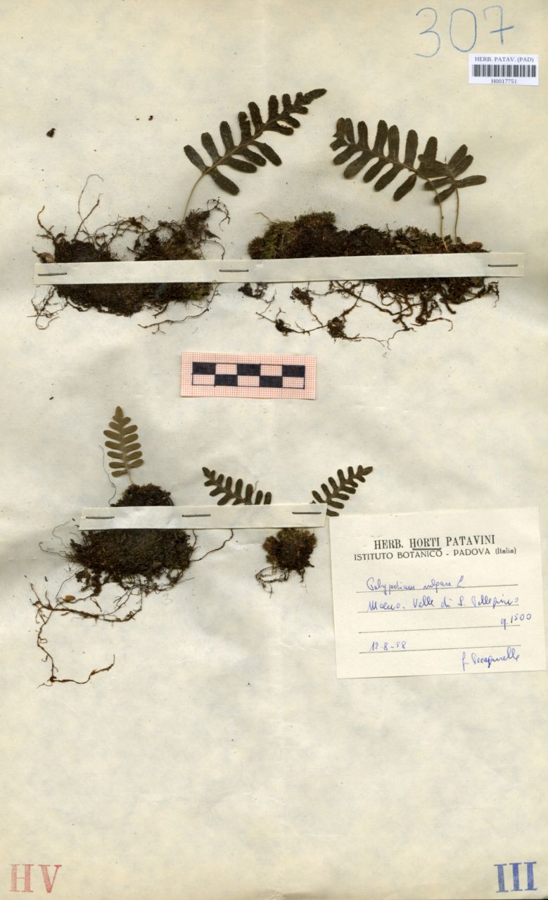 Polypodium vulgare L - erbario, Erbario delle Venezie, Erbario delle Venezie (1958/08/12)