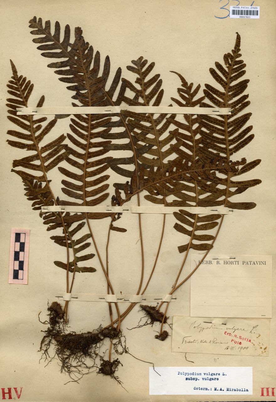 Polypodium vulgare L - erbario, Erbario delle Venezie, Erbario delle Venezie