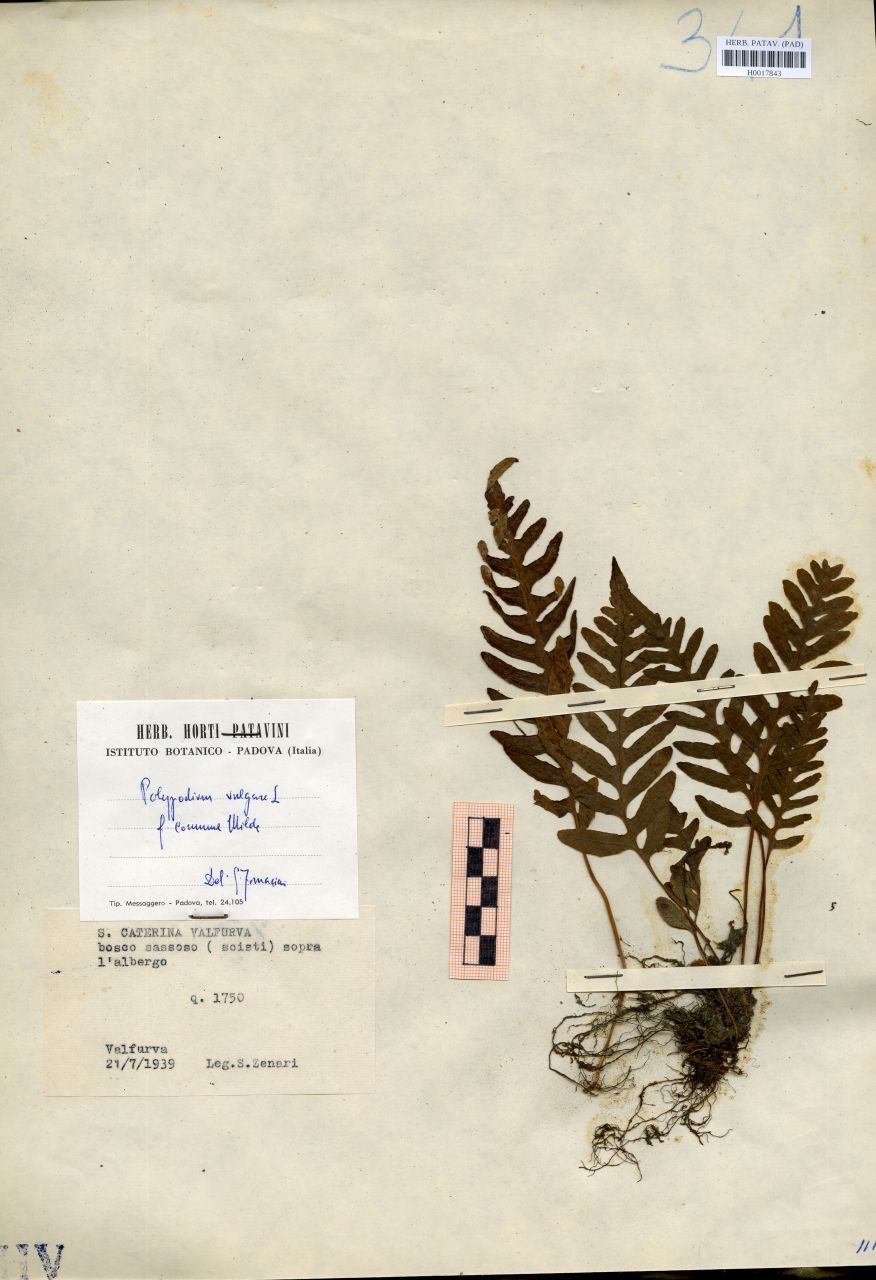 Polypodium vulgare L. f.commune Milde - erbario, Erbario delle Venezie, Erbario delle Venezie (1939/07/21)
