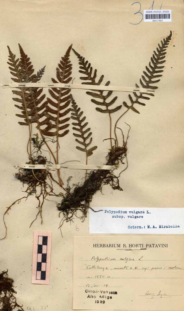 Polypodium vulgare L - erbario, Erbario delle Venezie, Erbario delle Venezie (1929/07/13)