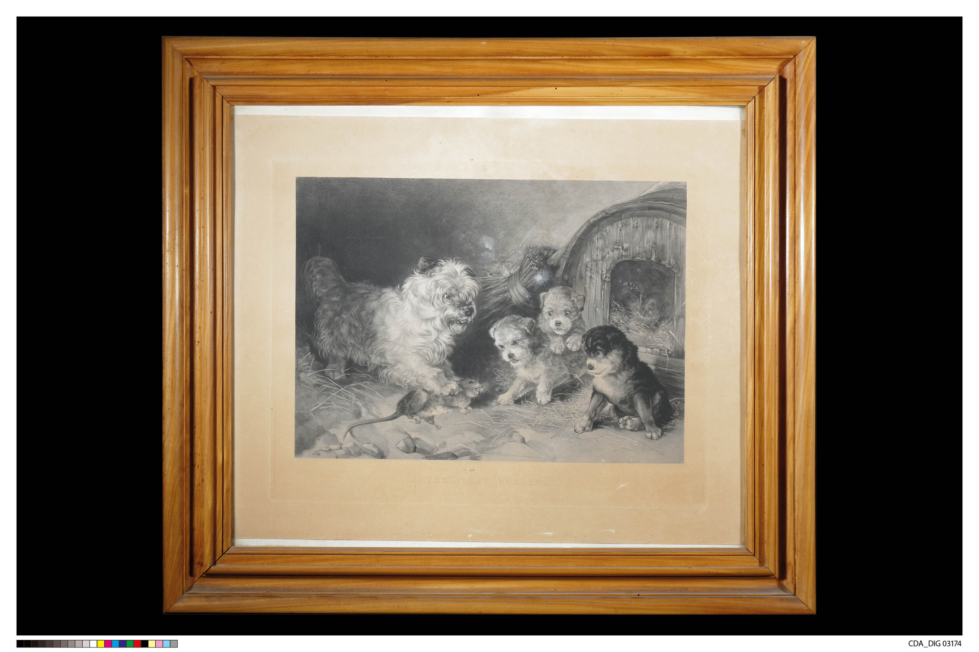 Gruppo di cani con topo catturato (stampa) di Bateman, James, Lucas, Alfred (XIX)