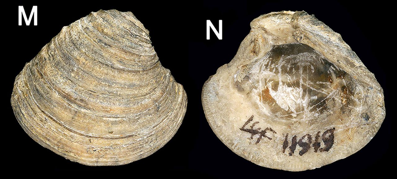 fossile (invertebrato)