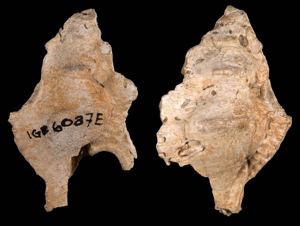 fossile (invertebrato)