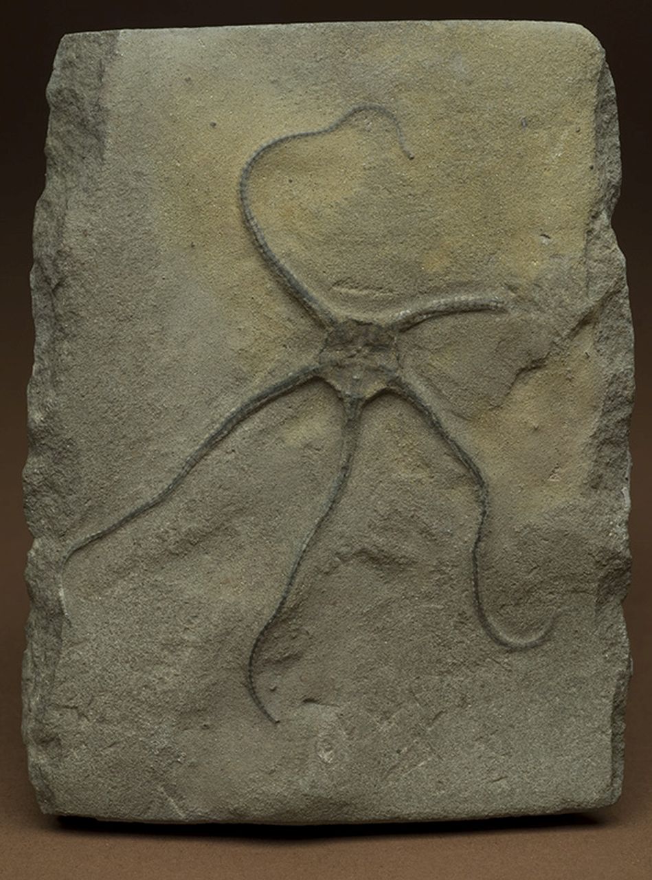 fossile (invertebrato)