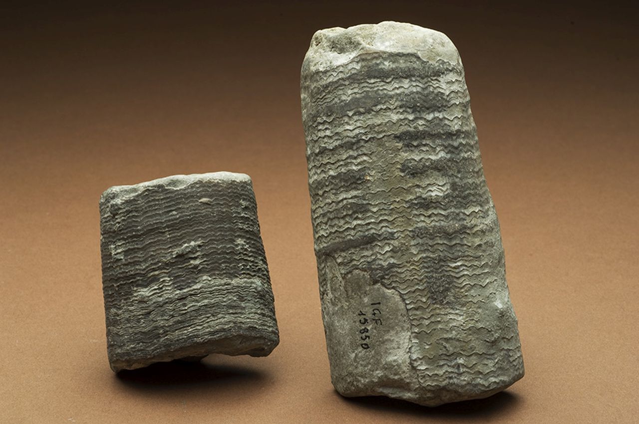 fossile (invertebrato)