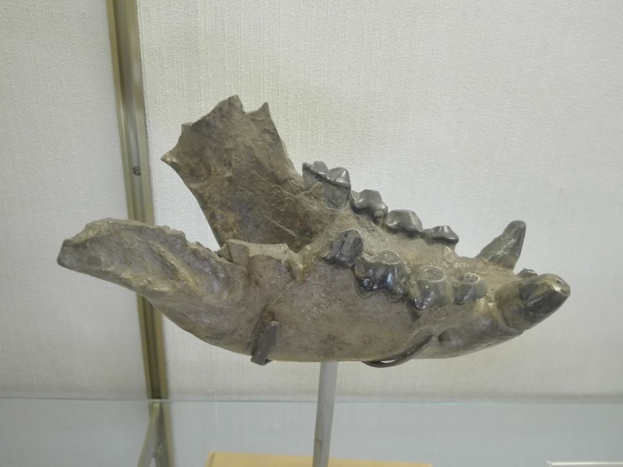 fossile (Mandibola)