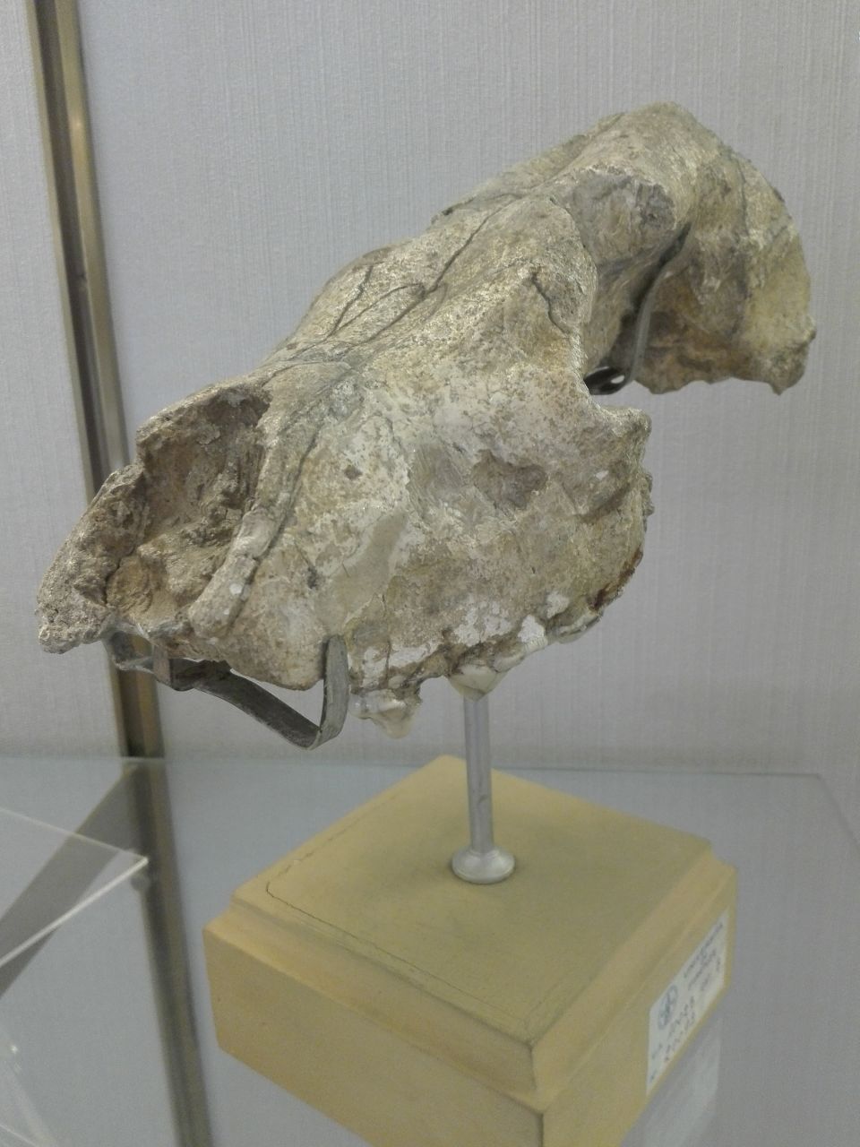 fossile (Cranio)