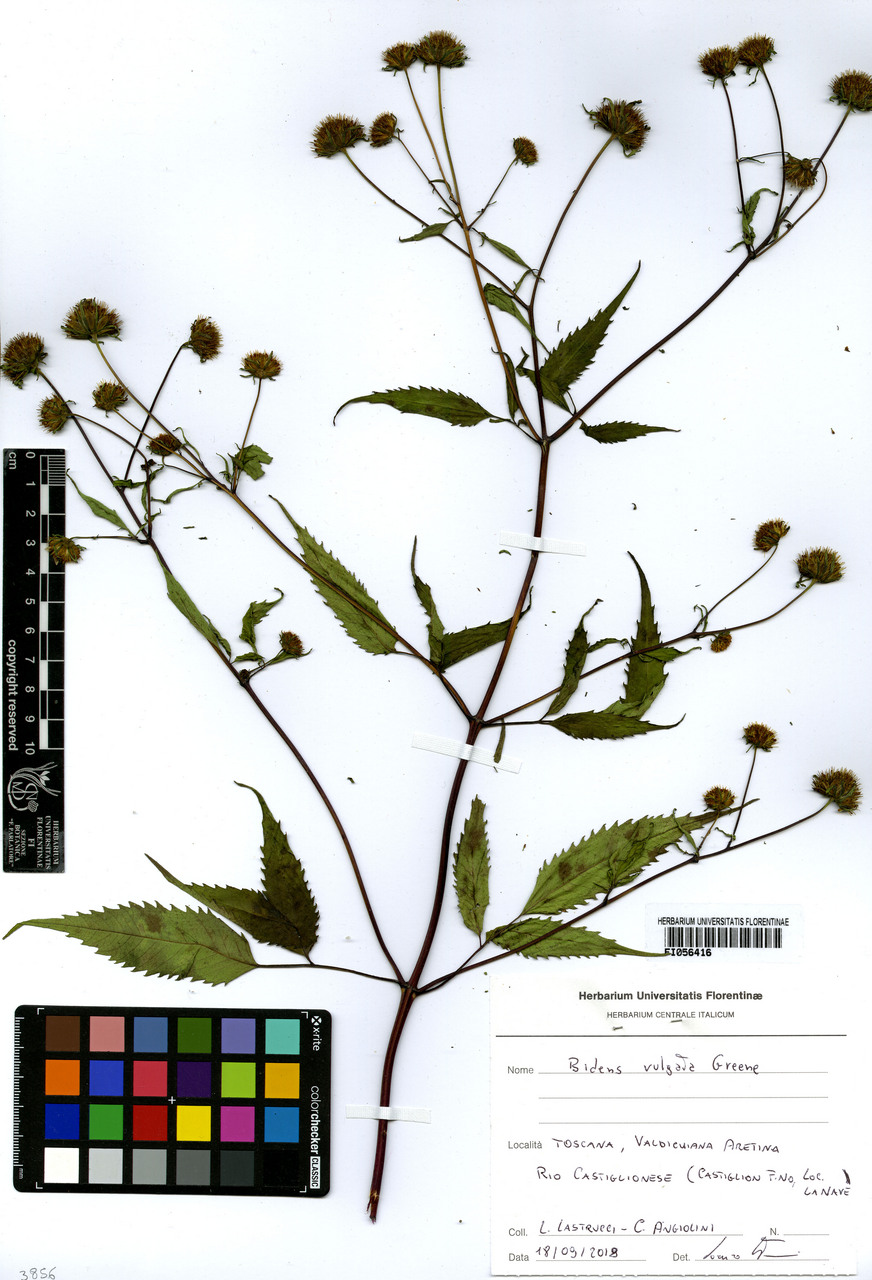 Bidens vulgata - campione, Erbario Centrale Italiano - Herbarium Centrale Italicum, FI (18/09/2018)