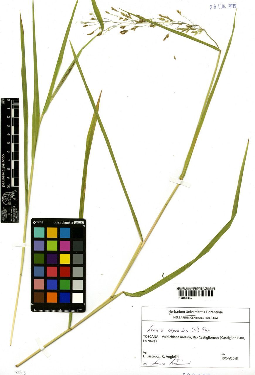 Leersia oryzoides - campione, Erbario Centrale Italiano - Herbarium Centrale Italicum, FI (18/09/2018)