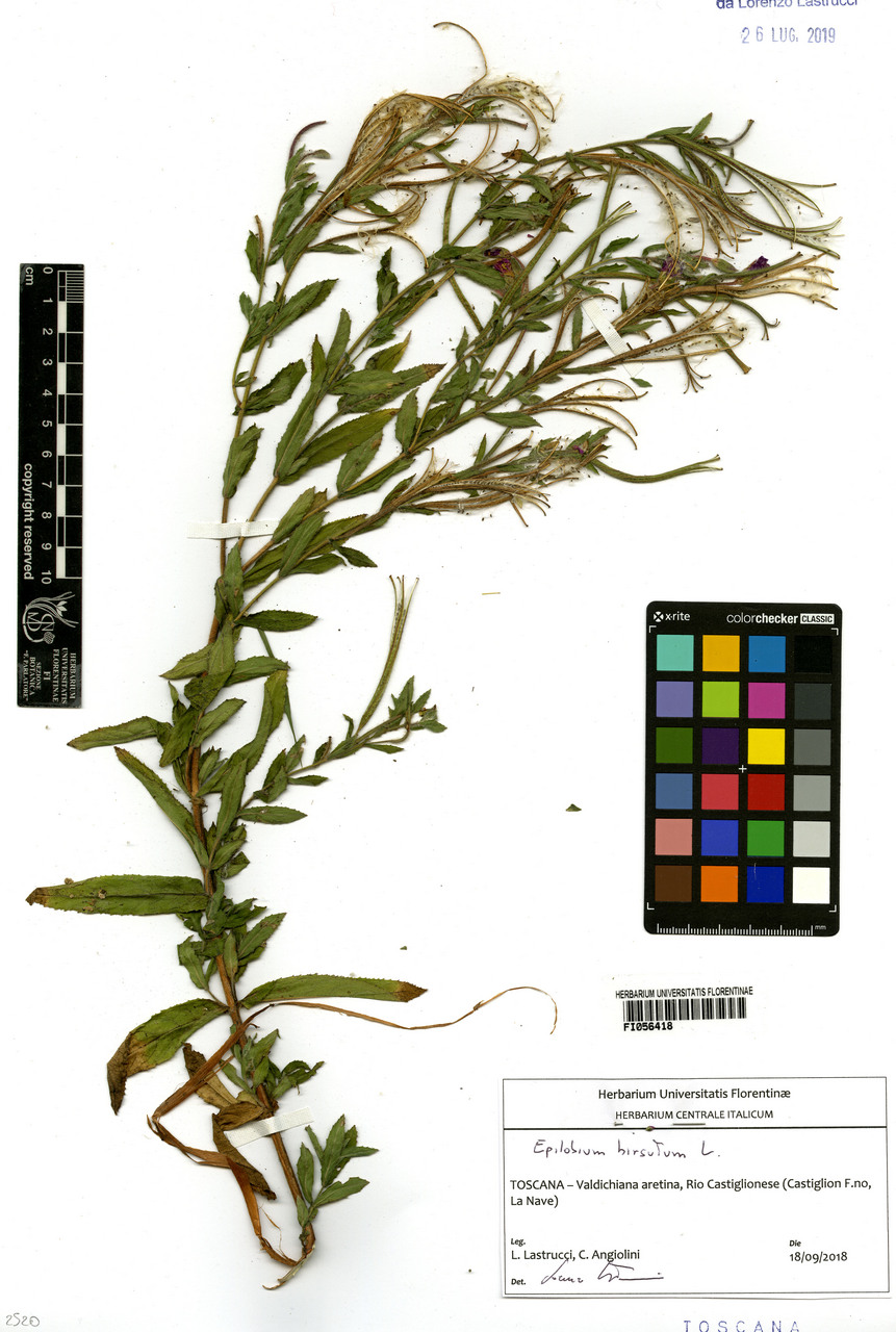 Epilobium hirsutum - campione, Erbario Centrale Italiano - Herbarium Centrale Italicum, FI (18/09/2018)