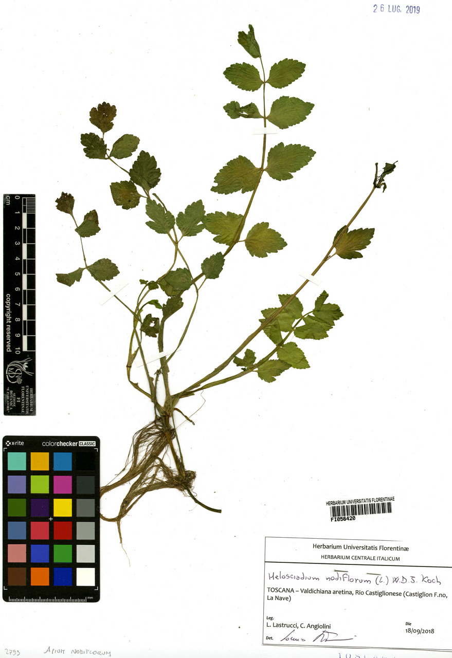 Apium nodiflorum - campione, Erbario Centrale Italiano - Herbarium Centrale Italicum, FI (18/09/2018)