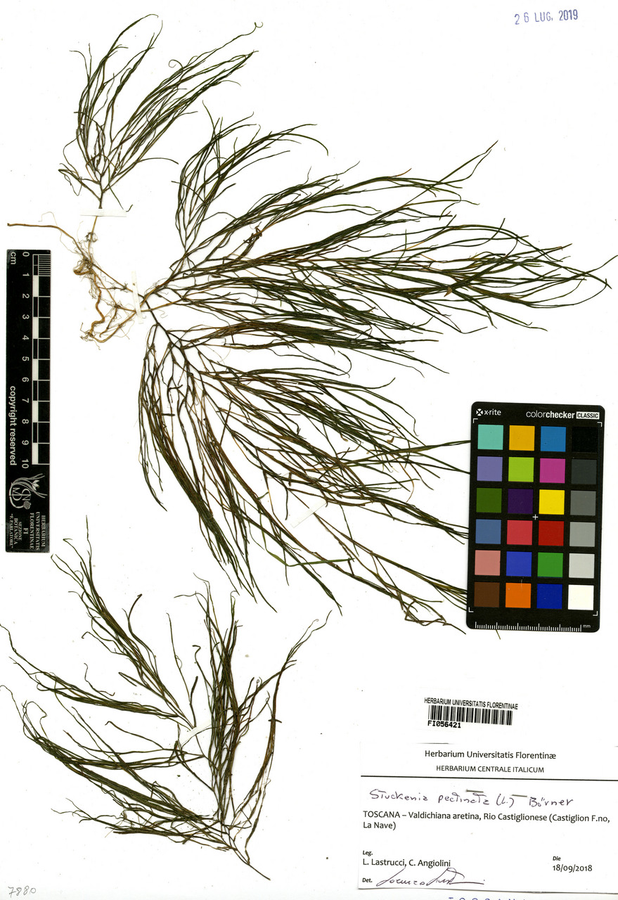 Potamogeton pectinatus - campione, Erbario Centrale Italiano - Herbarium Centrale Italicum, FI (18/09/2018)