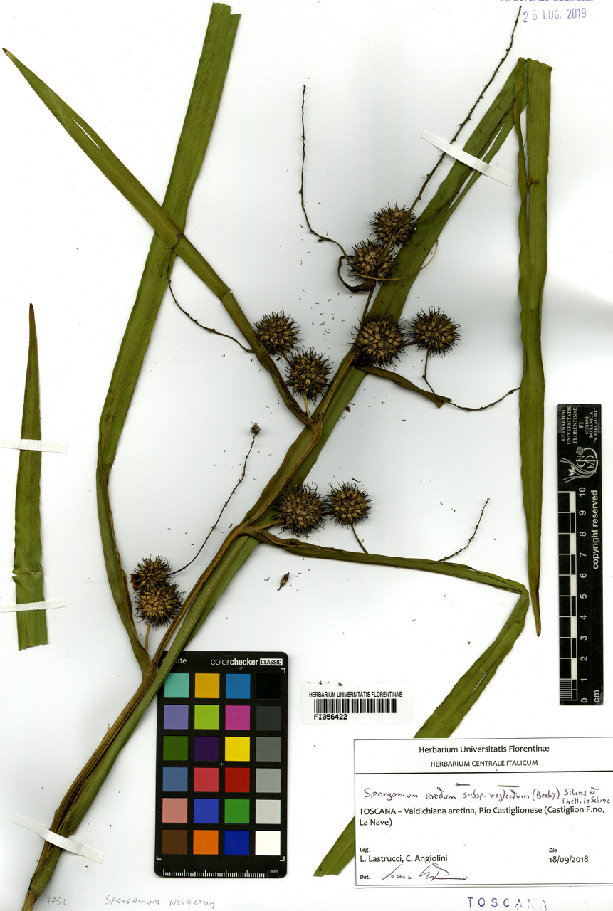 Sparganium neglectum - campione, Erbario Centrale Italiano - Herbarium Centrale Italicum, FI (18/09/2018)