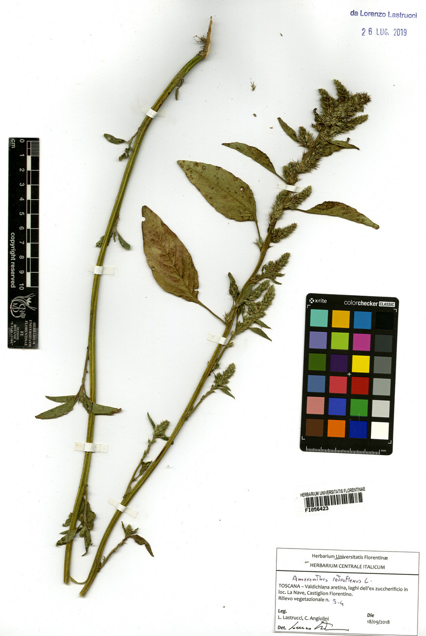 Amaranthus retroflexus - campione, Erbario Centrale Italiano - Herbarium Centrale Italicum, FI (18/09/2018)