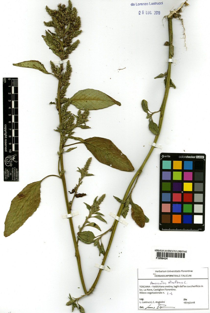 Amaranthus retroflexus - campione, Erbario Centrale Italiano - Herbarium Centrale Italicum, FI (18/09/2018)