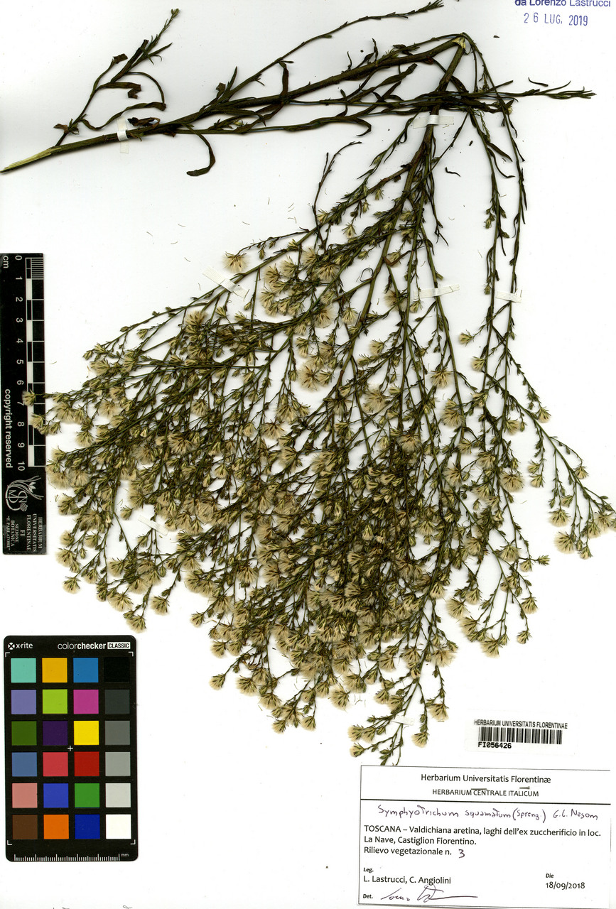 Aster squamatus - campione, Erbario Centrale Italiano - Herbarium Centrale Italicum, FI (18/09/2018)