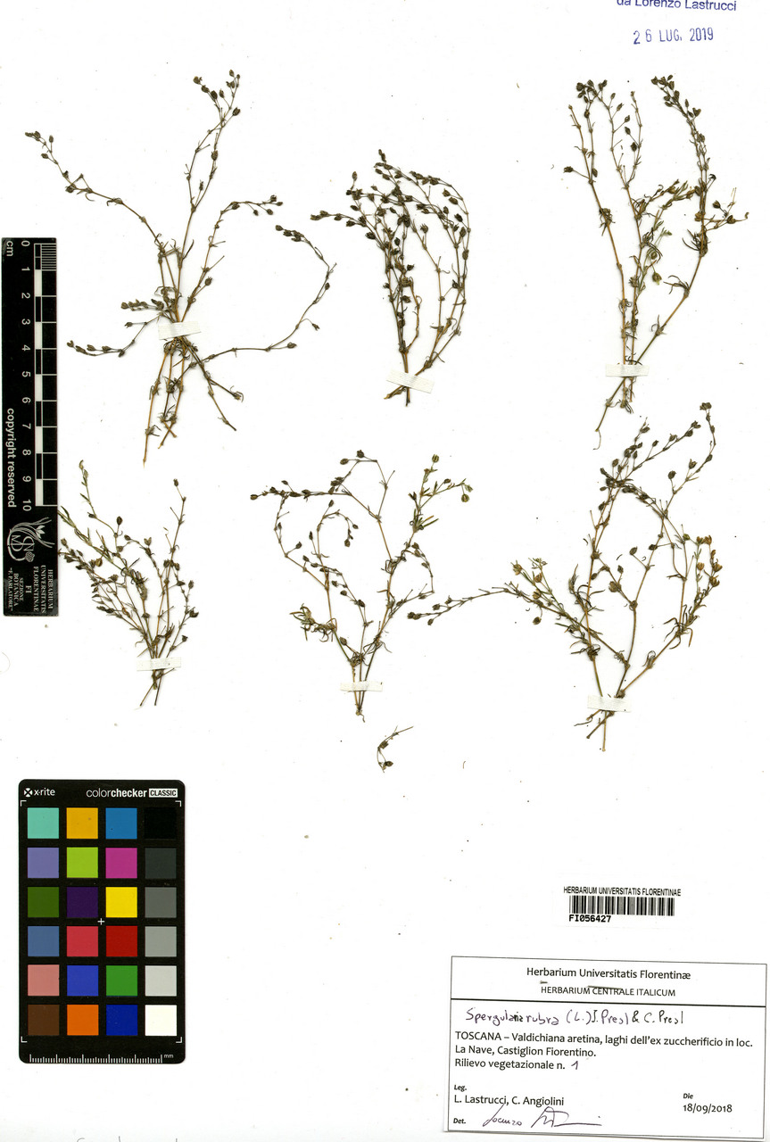 Spergularia rubra - campione, Erbario Centrale Italiano - Herbarium Centrale Italicum, FI (18/09/2018)