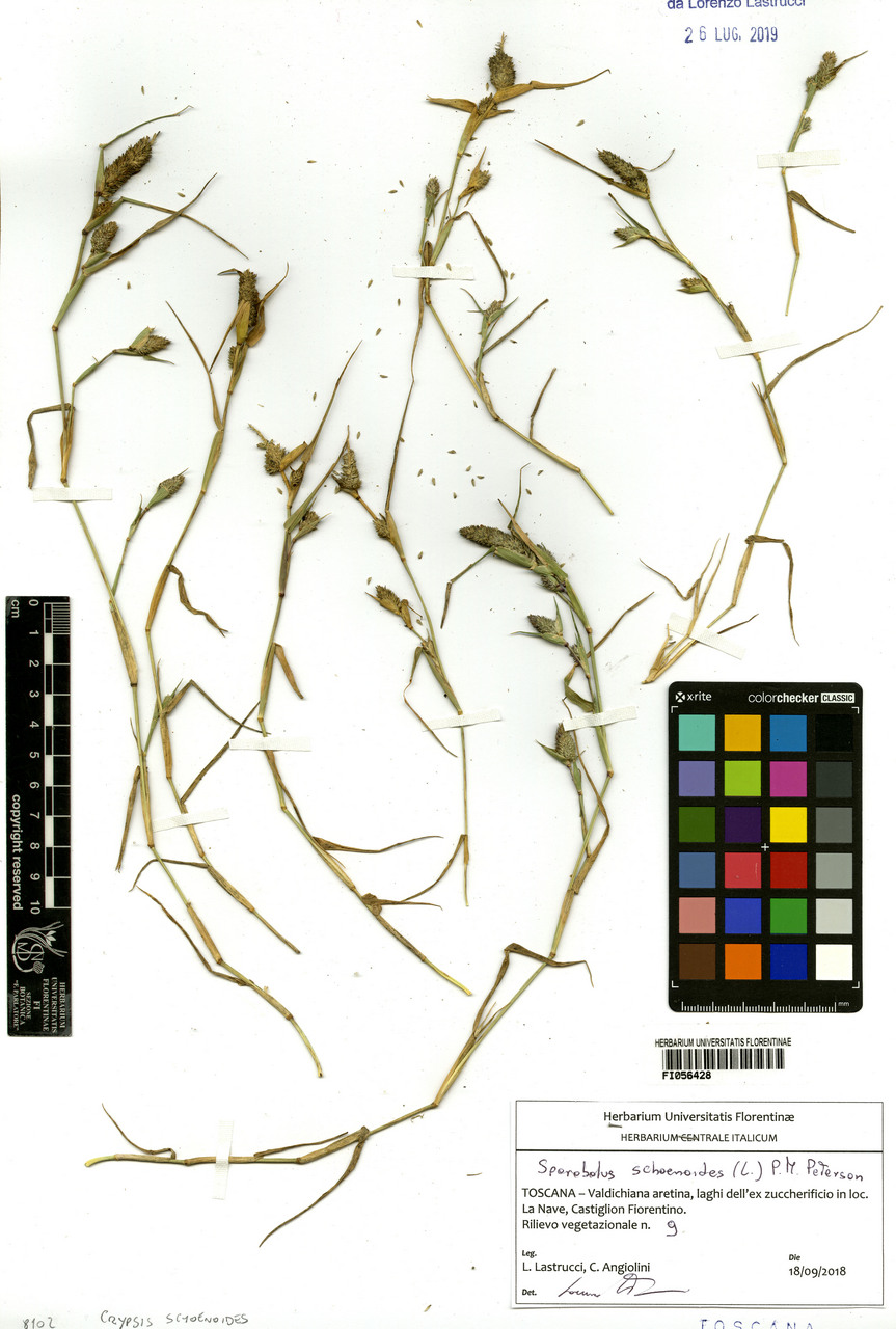 Crypsis schoenoides - campione, Erbario Centrale Italiano - Herbarium Centrale Italicum, FI (18/09/2018)