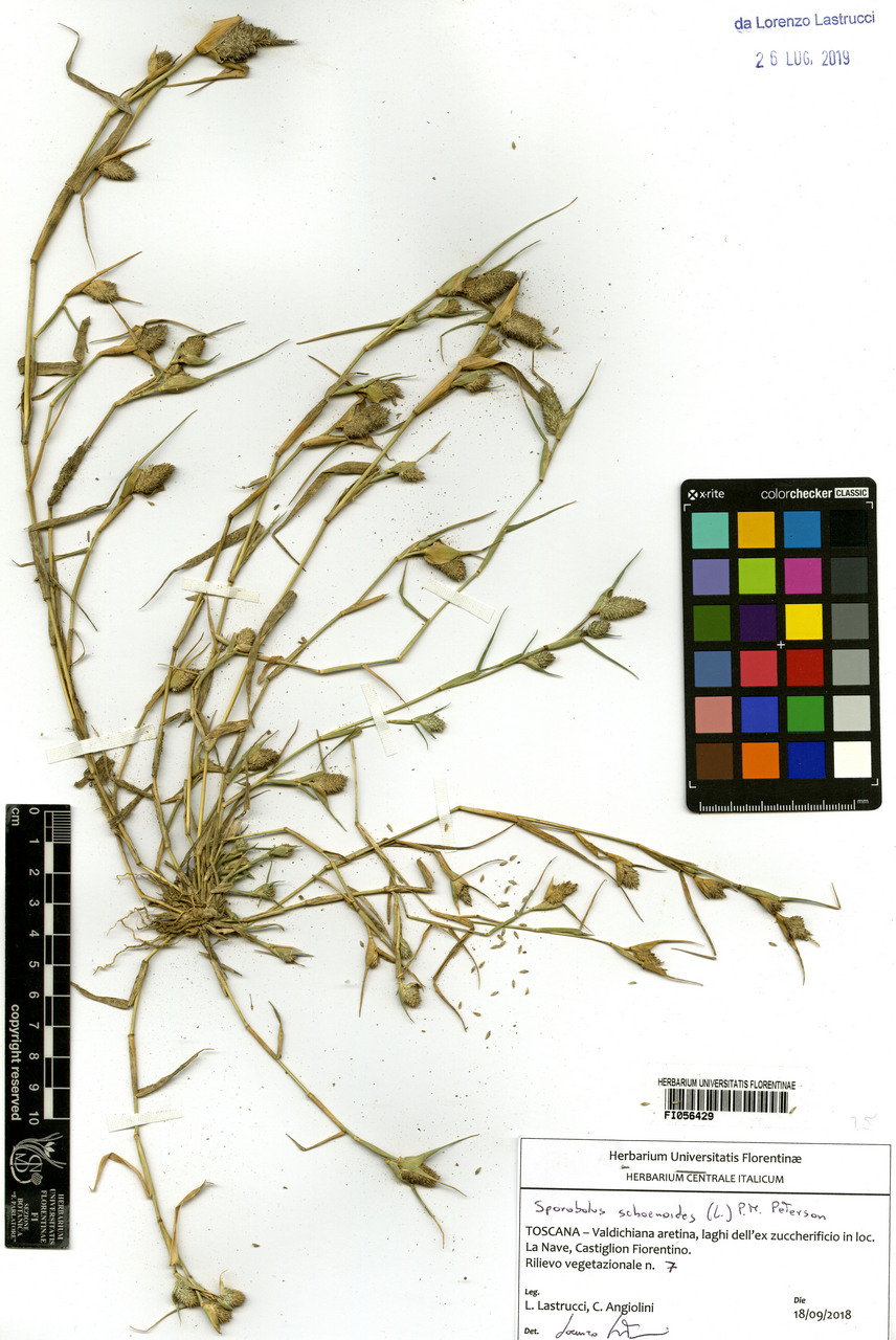 Crypsis schoenoides - campione, Erbario Centrale Italiano - Herbarium Centrale Italicum, FI (18/09/2018)