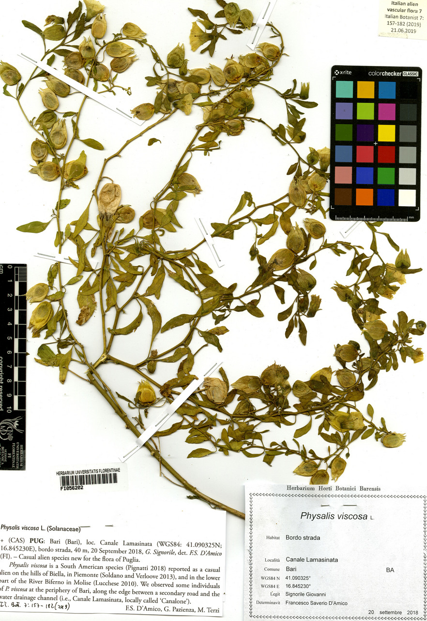 Physalis viscosa - campione, Erbario Centrale Italiano - Herbarium Centrale Italicum, FI (20/09/2018)