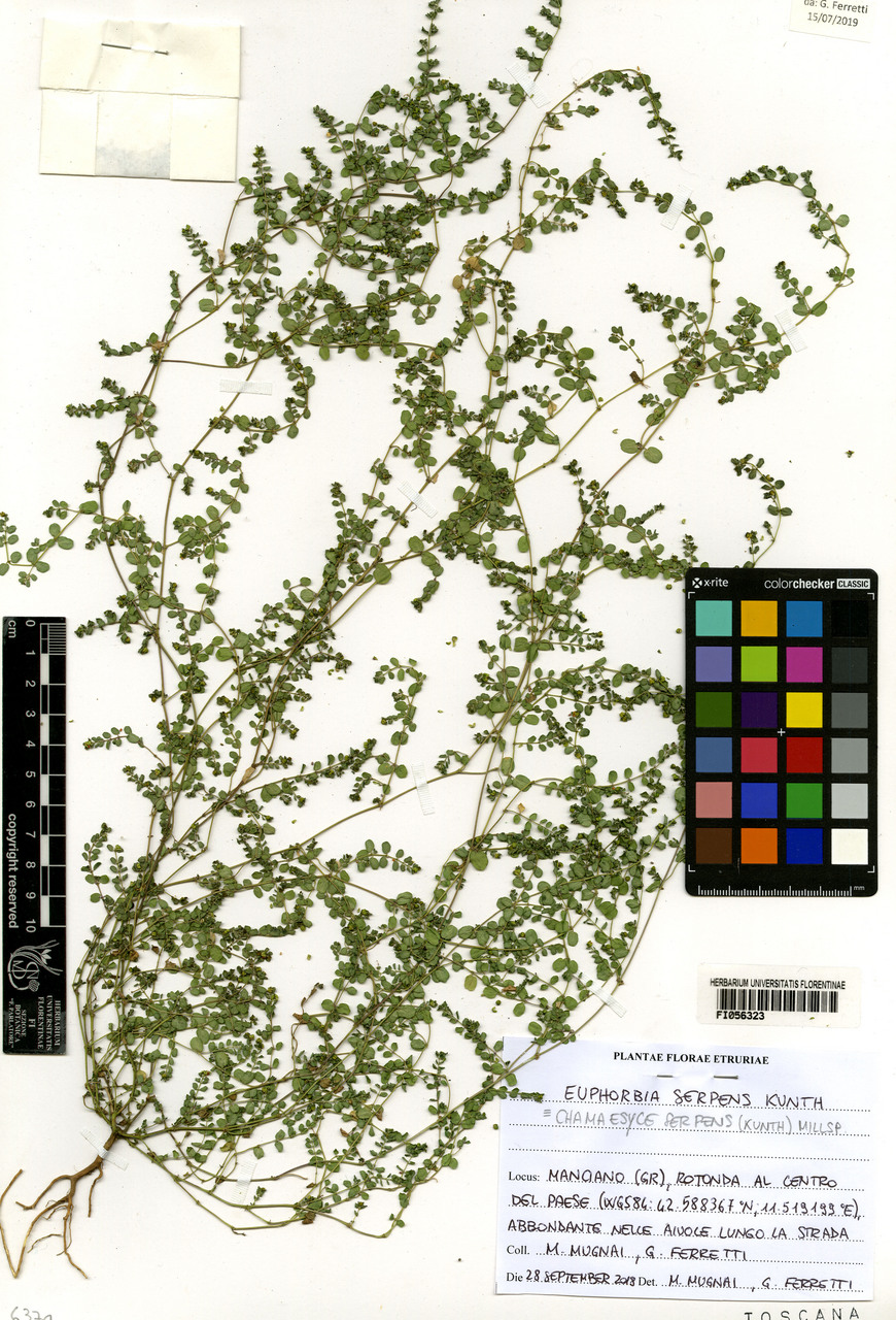 Euphorbia serpens - campione, Erbario Centrale Italiano - Herbarium Centrale Italicum, FI (28/09/2018)