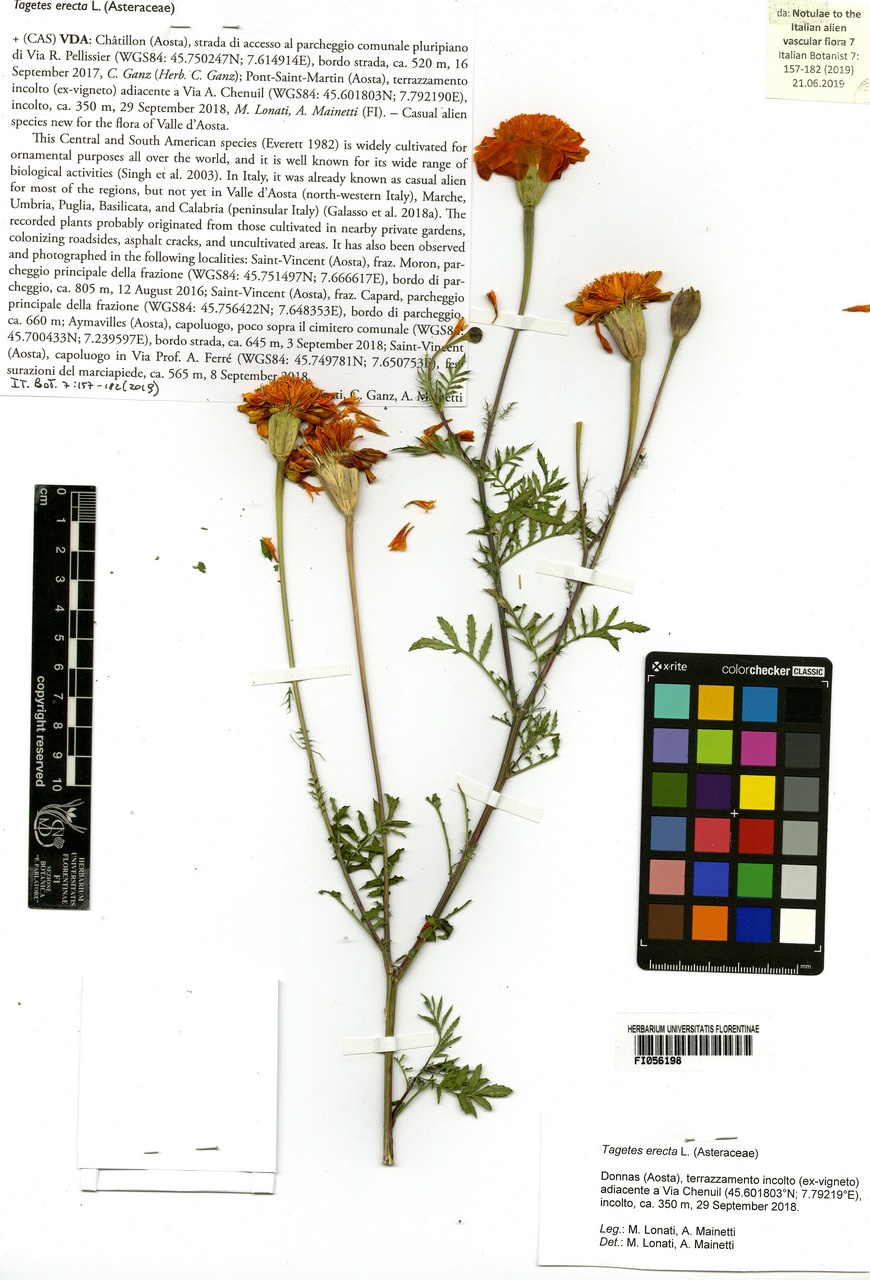 Tagetes erecta - campione, Erbario Centrale Italiano - Herbarium Centrale Italicum, FI (29/09/2018)