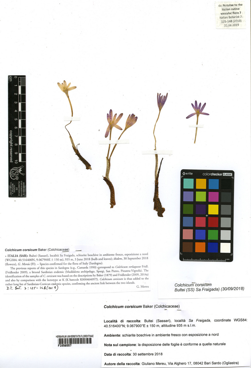 Colchicum corsicum - campione, Erbario Centrale Italiano - Herbarium Centrale Italicum, FI (30/09/2018)