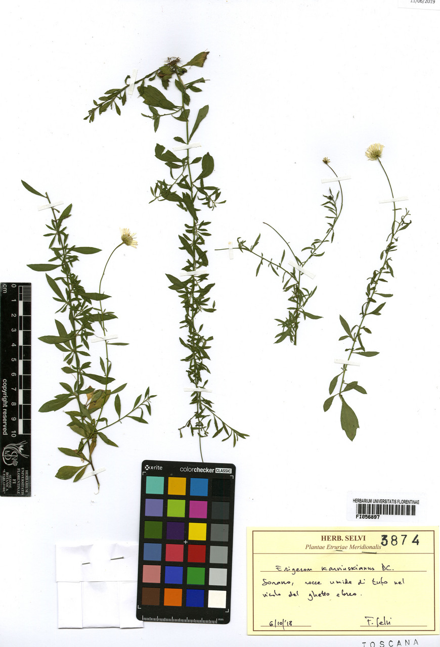 Erigeron karvinskianus - campione, Erbario Centrale Italiano - Herbarium Centrale Italicum, FI (06/10/2018)