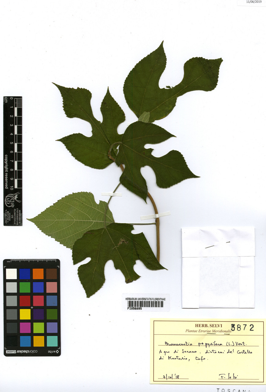 Broussonetia papyrifera - campione, Erbario Centrale Italiano - Herbarium Centrale Italicum, FI (07/10/2018)