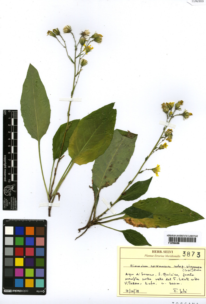 Hieracium racemosum virgaurea - campione, Erbario Centrale Italiano - Herbarium Centrale Italicum, FI (07/10/2018)