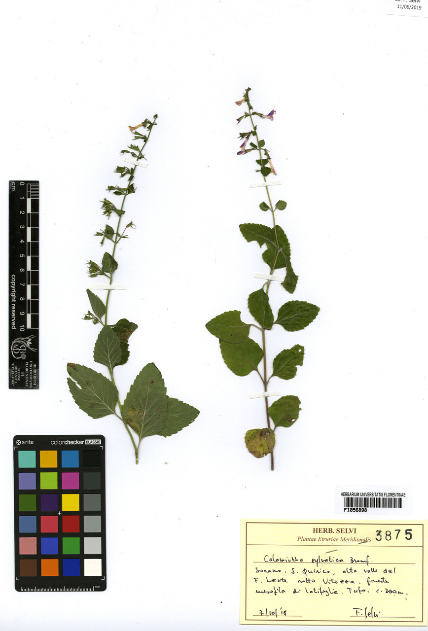 Calamintha sylvatica - campione, Erbario Centrale Italiano - Herbarium Centrale Italicum, FI (07/10/2018)