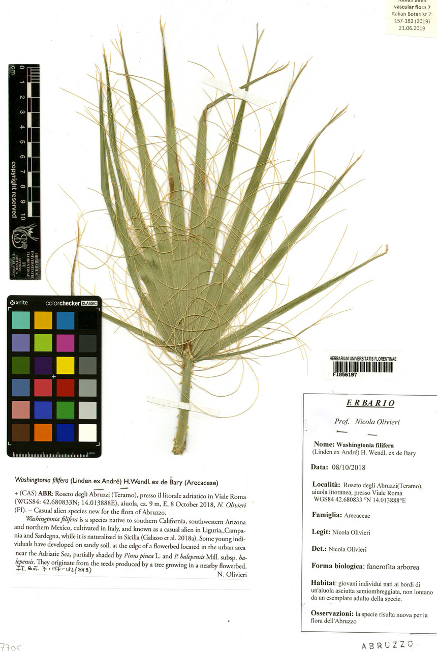 Washingtonia filifera - campione, Erbario Centrale Italiano - Herbarium Centrale Italicum, FI (08/10/2018)