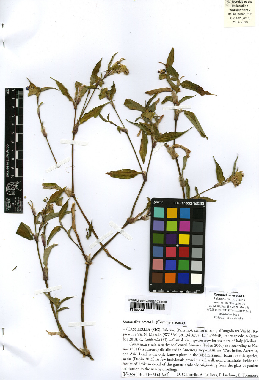 Commelina erecta - campione, Erbario Centrale Italiano - Herbarium Centrale Italicum, FI (08/10/2018)