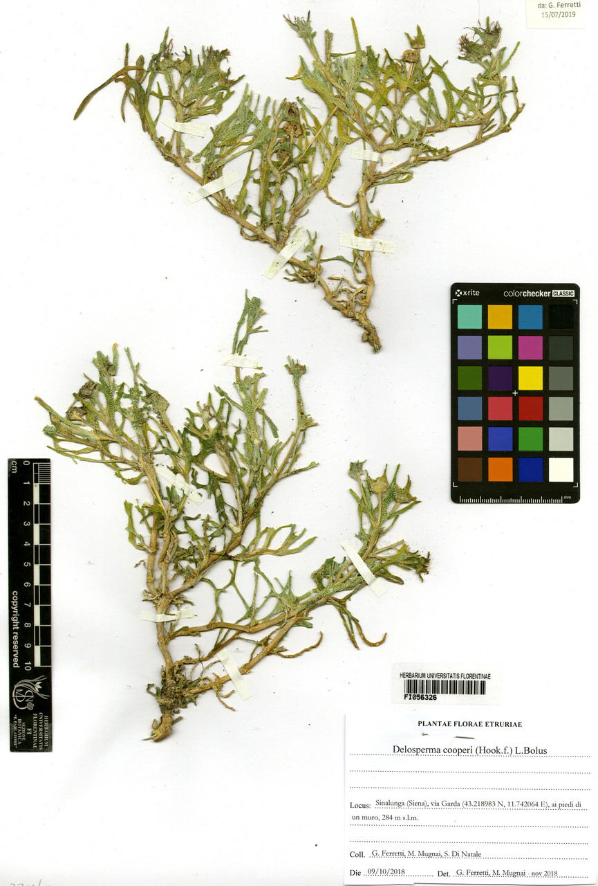 Delosperma cooperi - campione, Erbario Centrale Italiano - Herbarium Centrale Italicum, FI (09/10/2018)